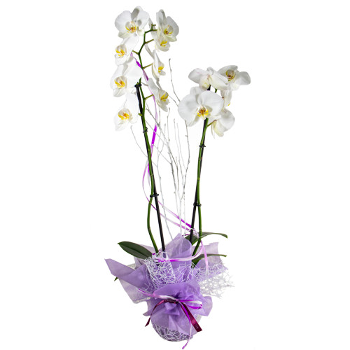 Planta natural con flor para regalar | Arte Floral Sweet Carolina