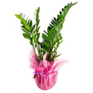 Planta verde natural para regalar